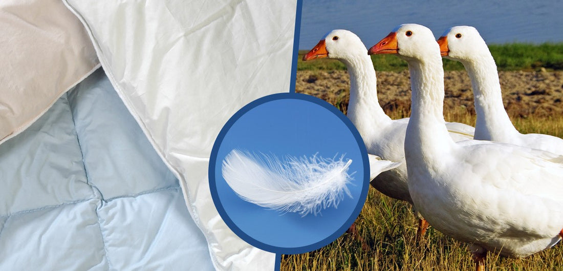 Daunen Duvet